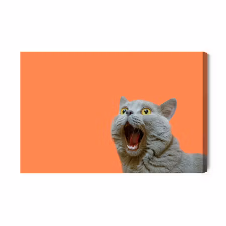 Canvastavla - British Cat on an Orange Background