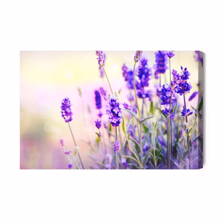 Canvastavla - Delicate Lavender