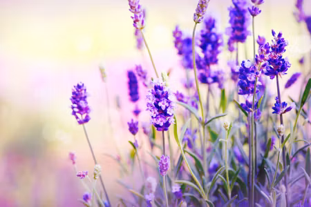 Canvastavla - Delicate Lavender