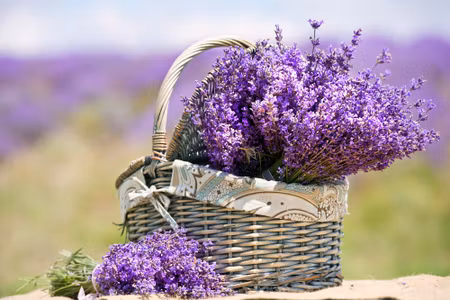 Canvastavla - Basket with Lavender Flowers
