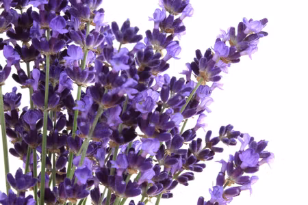 Canvastavla - Blooming Lavender Flowers on a
