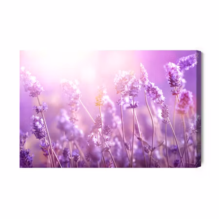 Canvastavla - Lavender Flowers in the Sun