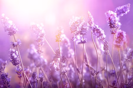 Canvastavla - Lavender Flowers in the Sun