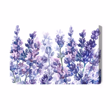Canvastavla - Watercolor Lavender on a White
