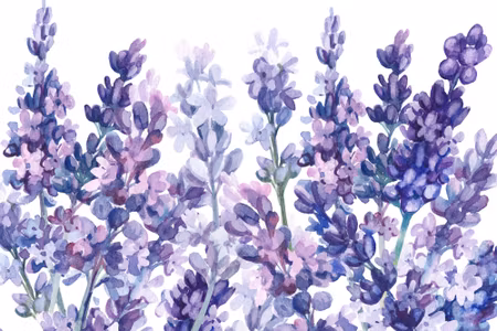 Canvastavla - Watercolor Lavender on a White