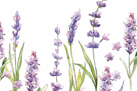 Canvastavla - Watercolor Lavender Flowers on a