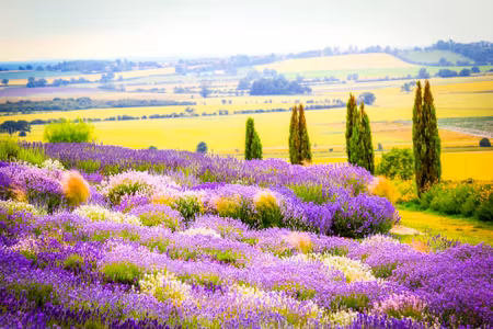 Canvastavla - Blooming Lavender Field with a D