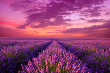 Canvastavla - Lavender Blooming Field in Provence