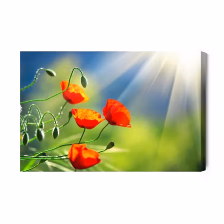 Canvastavla - Poppies in the Sunshine