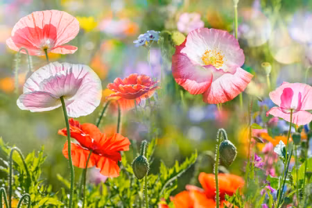 Canvastavla - Poppies on a Sunny Meadow
