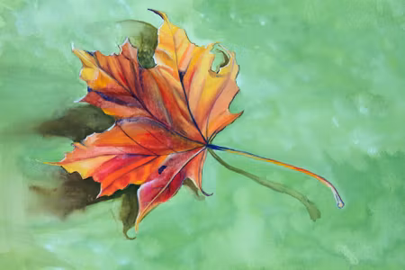 Canvastavla - Autumn Maple Leaf Painted with