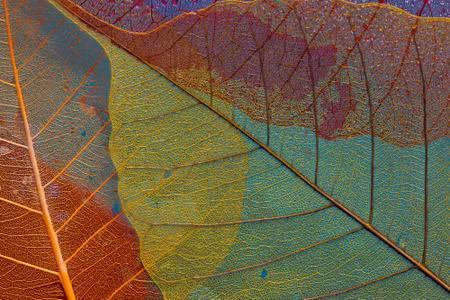 Canvastavla - Colorful Leaves on a Macro Scale