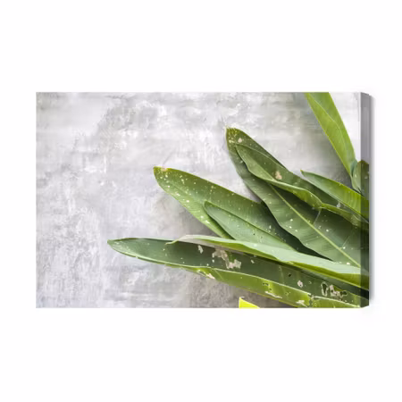 Canvastavla - Green Leaves on a Concrete