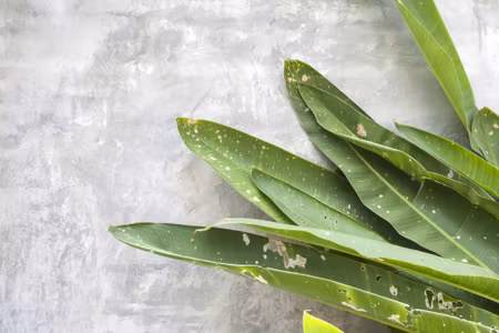 Canvastavla - Green Leaves on a Concrete