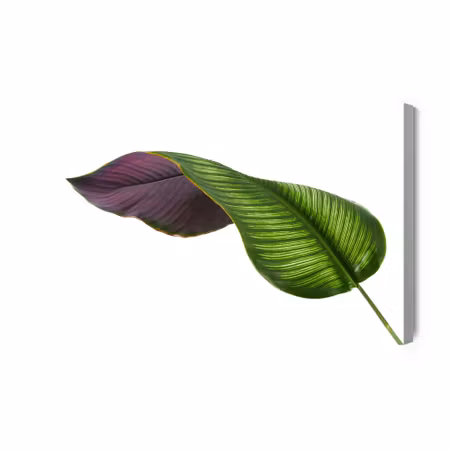 Canvastavla - Calathea Leaf