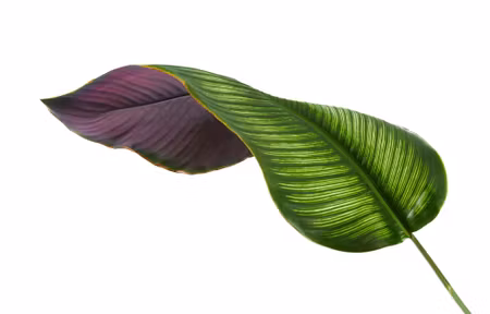 Canvastavla - Calathea Leaf