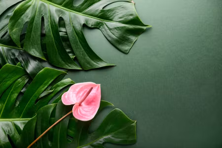 Canvastavla - Pink Flower on the Background of