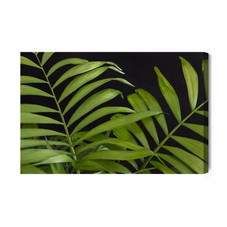Canvastavla - Green Tropical Leaves on a Black