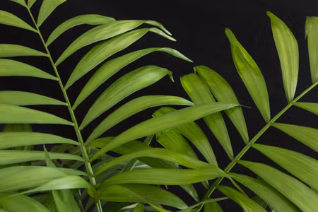 Canvastavla - Green Tropical Leaves on a Black