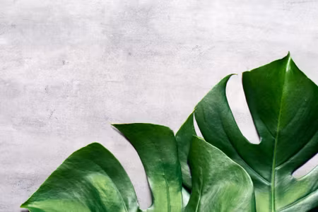 Canvastavla - Monstera Leaves on a Concrete
