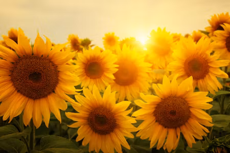 Canvastavla - Sunset over the Sunflowers