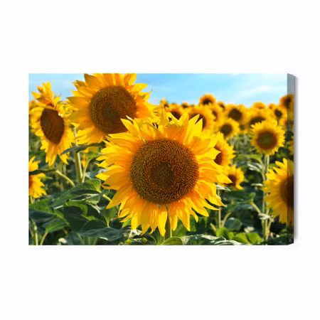 Canvastavla - D Sunflower Field