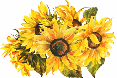 Canvastavla - Sunflowers As Painted on a White