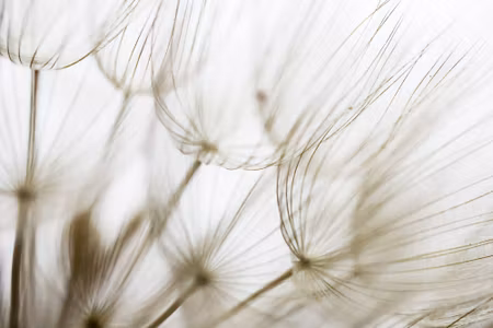 Canvastavla - Dandelion Seeds