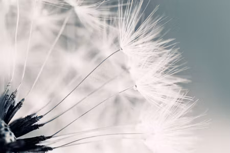 Canvastavla - Dandelion Seeds
