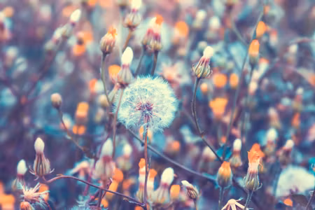 Canvastavla - Dandelions in the Meadow