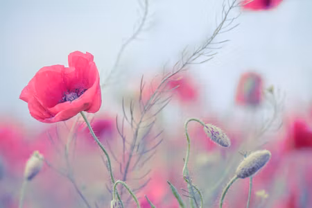 Canvastavla - Delicate Poppies