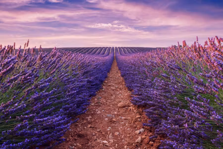 Canvastavla - Beautiful Lavender Field