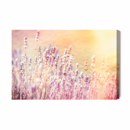 Canvastavla - Lavender in the Sun