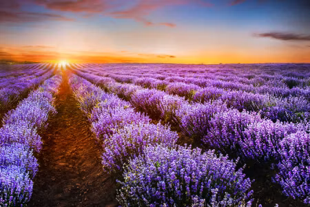 Canvastavla - Lavender At Sunset