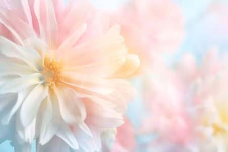 Canvastavla - Pastel Peonies