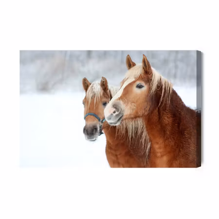 Canvastavla - Horses in the Snow