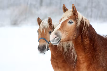 Canvastavla - Horses in the Snow