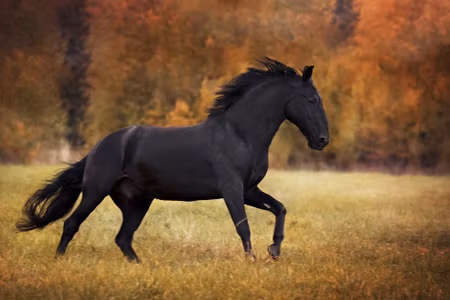 Canvastavla - Black Horse in the Clearing