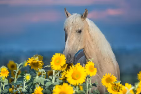 Canvastavla - Horse and Sunflowers