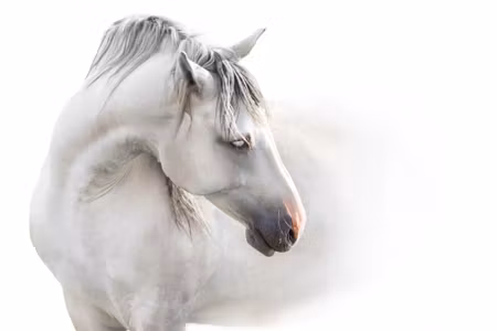 Canvastavla - A White Horse in the Fog