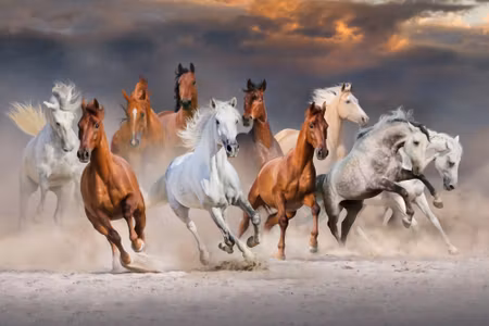 Canvastavla - Horses in the Desert