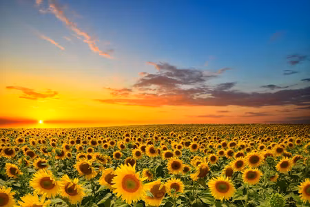 Canvastavla - Sunset over a Field of Sunflowers