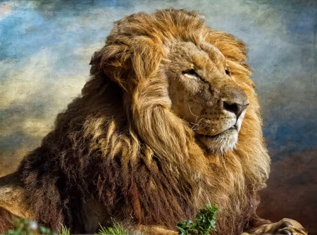 Canvastavla - Majestic D Lion