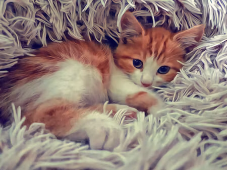 Canvastavla - Little Kitten As Painted