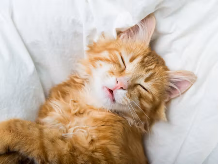 Canvastavla - Sleepy Ginger Kitten