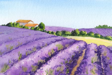 Canvastavla - Lavender Field Painted with