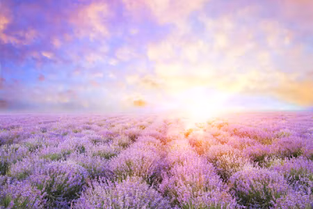 Canvastavla - Pastel Lavender Field