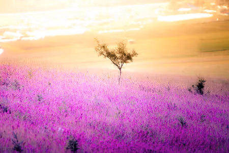 Canvastavla - A Tree in the Center of a Lavender