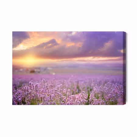 Canvastavla - Beautiful Lavender D Landscape