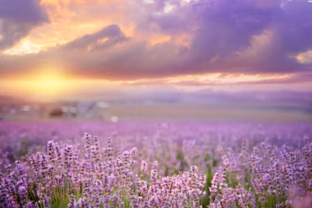 Canvastavla - Beautiful Lavender D Landscape